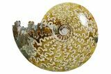 Polished Ammonite (Cleoniceras) Fossil - Madagascar #352371-1